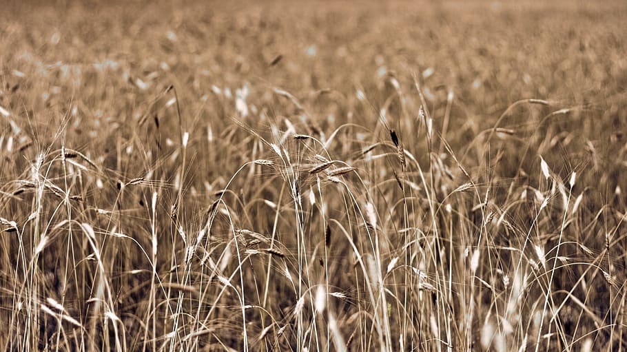 Drought Watch archival image 1