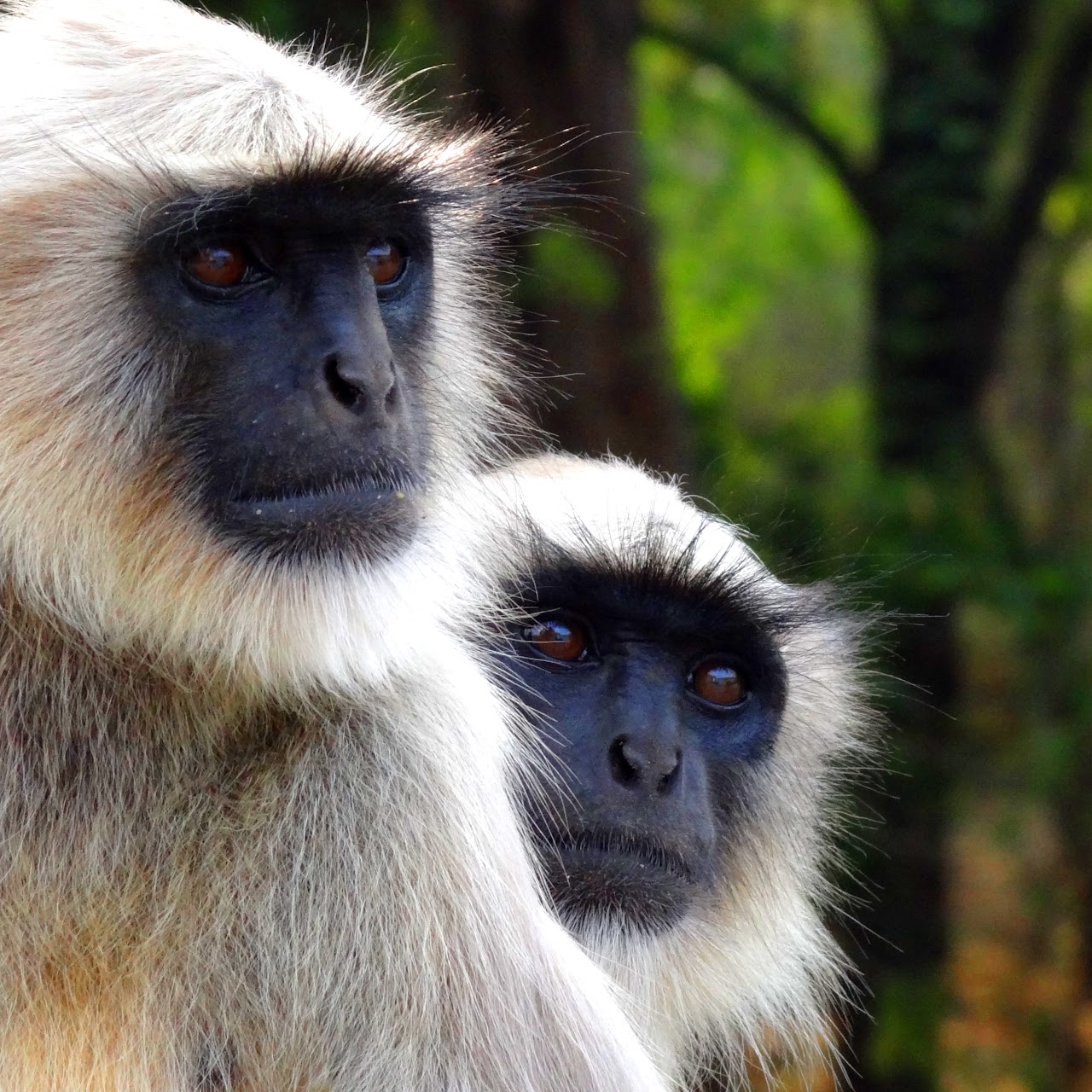 Monkeypox: A Monkey's Perspective