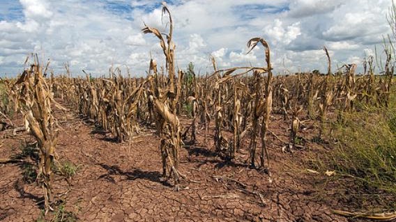 Drought Watch archival image 1