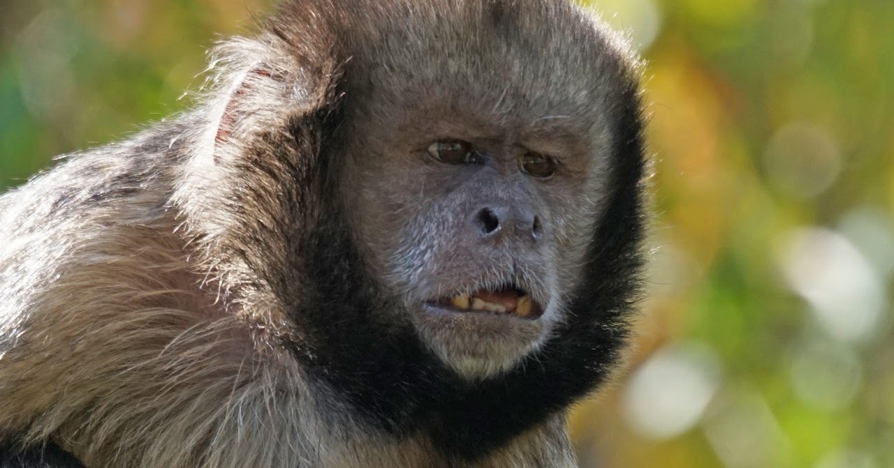 Monkeypox: A Monkey’s Perspective archival image 1