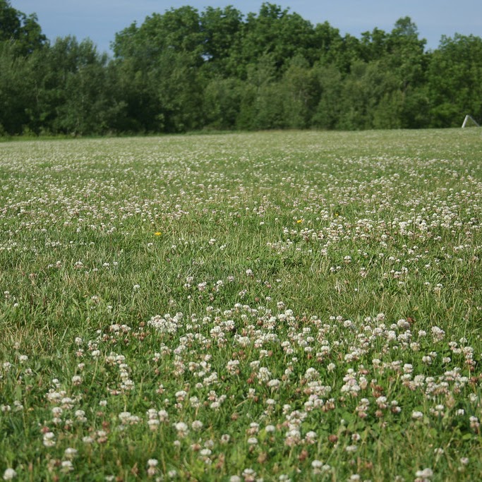 In the Field program artwork